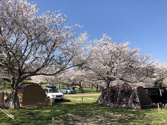 成田ゆめ牧場キャンプ場Ｂサイト桜
